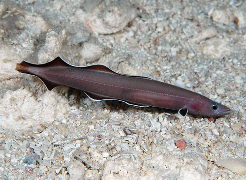 Palauan Primitive Cave Eel