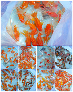 www asiatropicalfish com