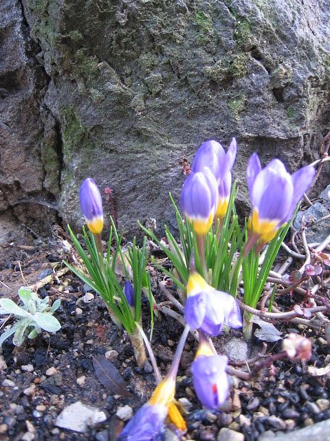 early crocuses, spring '07