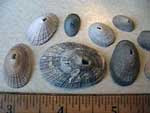 Keyhole Limpet