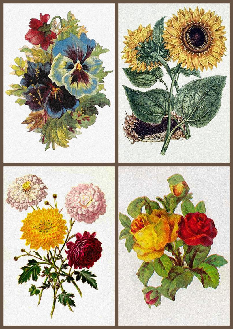 Free Free 189 Simple Vintage Sunflower Clipart SVG PNG EPS DXF File
