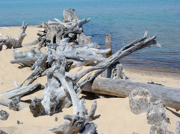 海の枯れ木