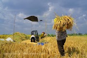 20+ Gambar Panen Padi Hd