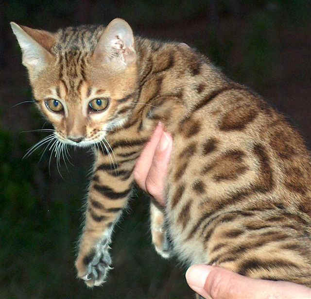 Colors of the Bengal Cat