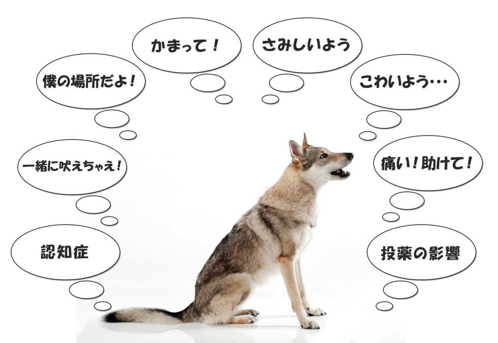 犬の無駄吠えがピタリと解消する８つのしつけ