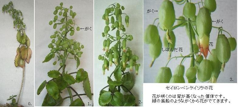 セイロンベンケイソウの不定芽形成とその後の生育