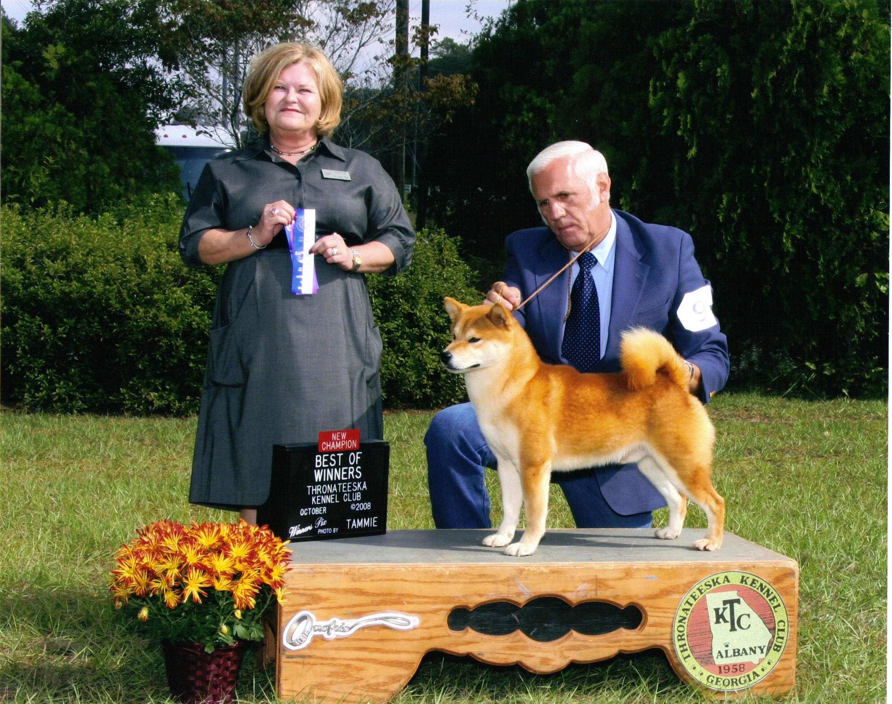Shiba Inu Puppies Champion Shiba Inus Marma Farms