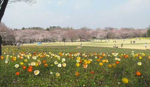 ポピーと桜（昭和記念公園） by Poran111