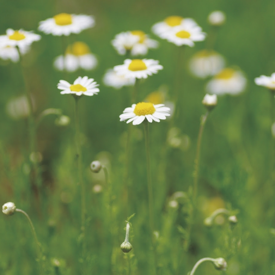 森の樹木図鑑 ローマンカモミール きこりんの森