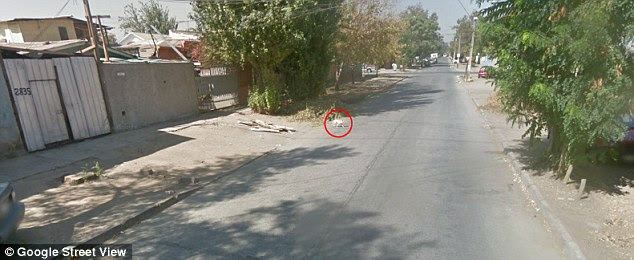 The car draws closer - and the dog refuses to move, staying directly in its path.