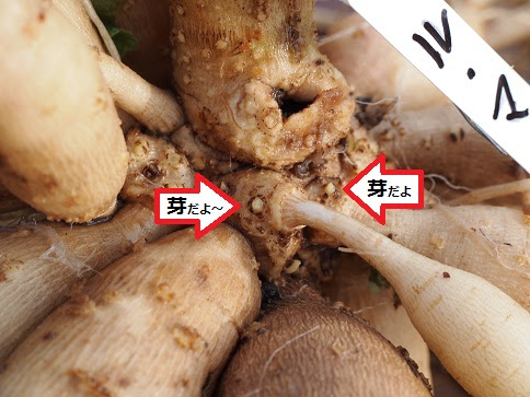 川西ダリヤ園 球根の越冬準備 川西町観光協会 ようこそ ダリヤの里かわにしへ