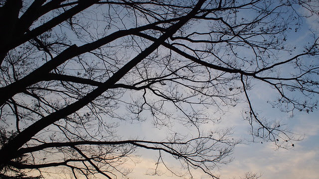 Yoyoji Park