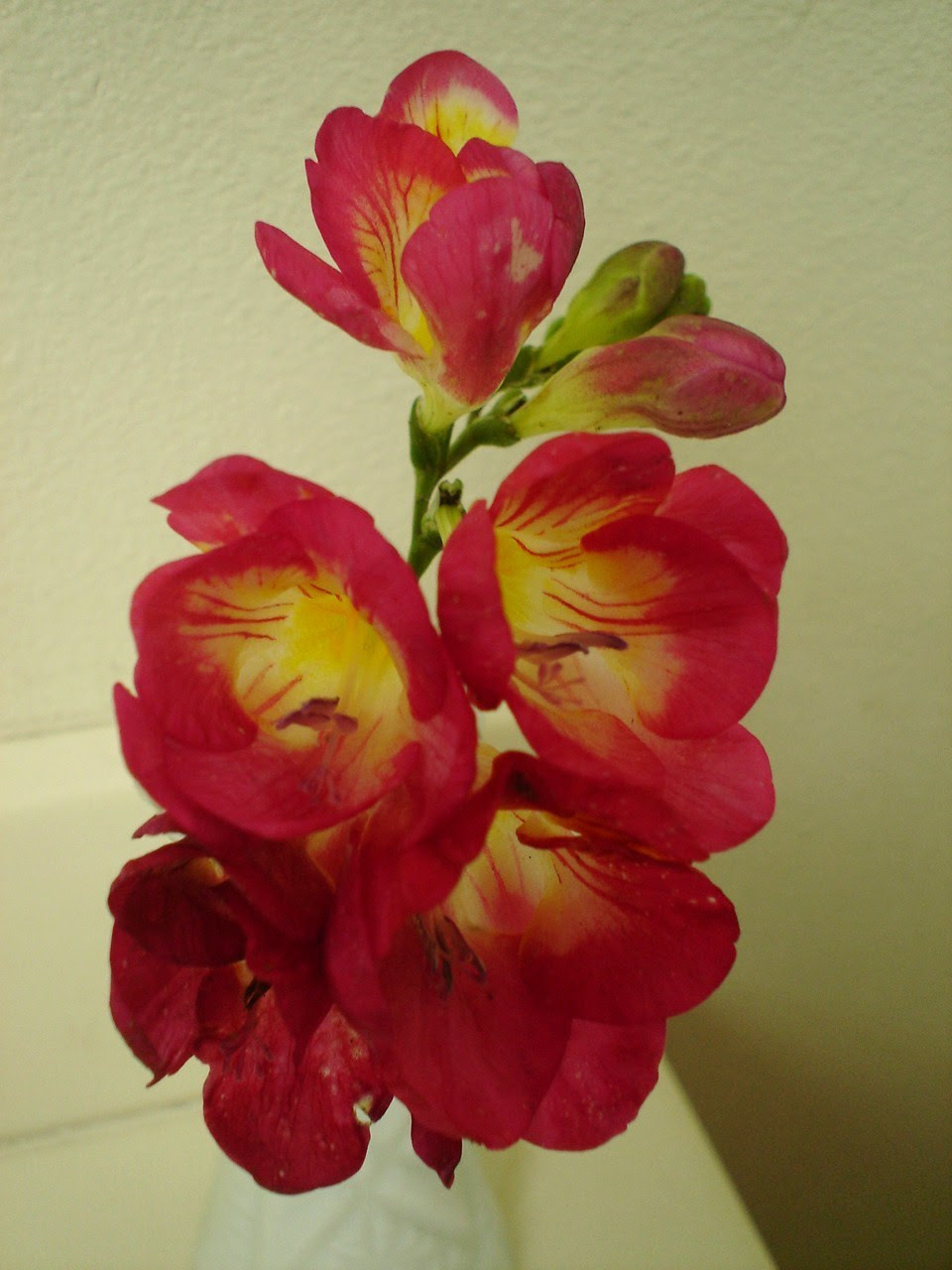 Freesia Pink Color freesias  pink color photo 11216116  fanpop