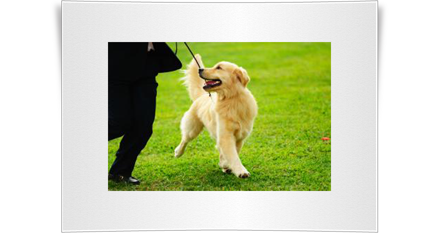 Tip Top Dogs: K9 Obedience ¦ Puppy training ¦ Dog Training ¦ Puppy ...