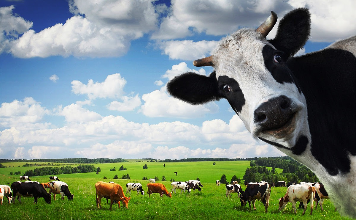 Ternak Sapi Perah Modern Yang Keren Dan Kekinian