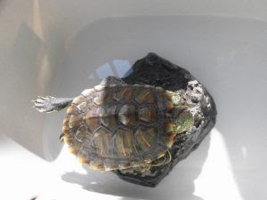完治までの道のりは長い 水カビを退治する方法とは わんにゃんうぇぶ ペットと一緒に暮らせる住まいが もっと身近になるように 住まいをよく知る不動産広告会社が所沢から発信