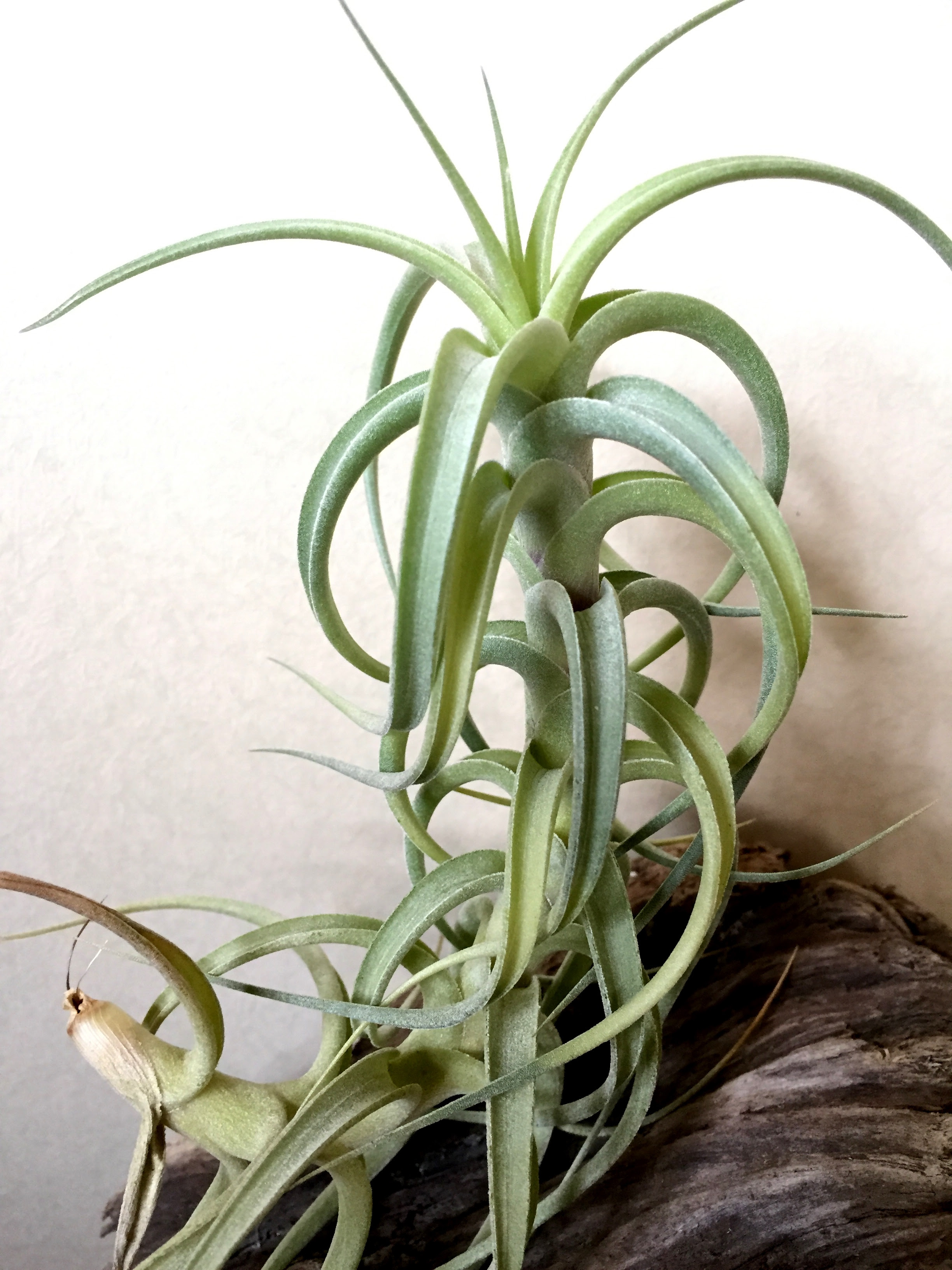 チランジア ベルゲリ カウレッセントフォーム Tillandsia Bergeri Caulescent Form 育て方 図鑑 Frontier Plants フロンティアプランツ