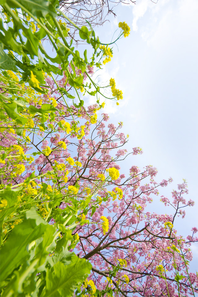 河津桜まつり 写真3枚 Leone