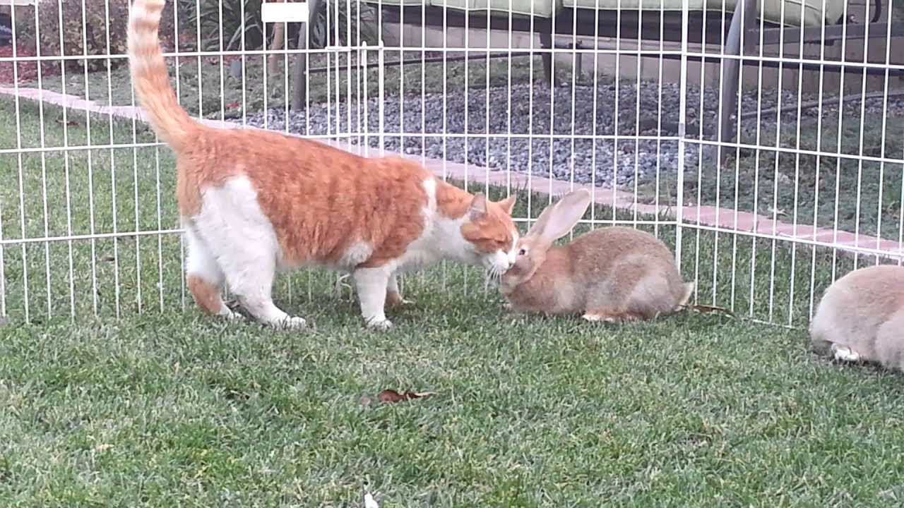 Flemish Giant And Dog