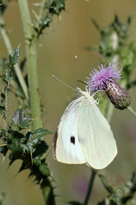 Pieris brassicae
