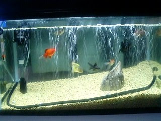 エアーカーテン はじめての金魚飼育にがんばるブログ 楽天ブログ