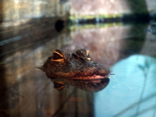 Peek A Boo Poker. Peek-A-Boo, Little Gator