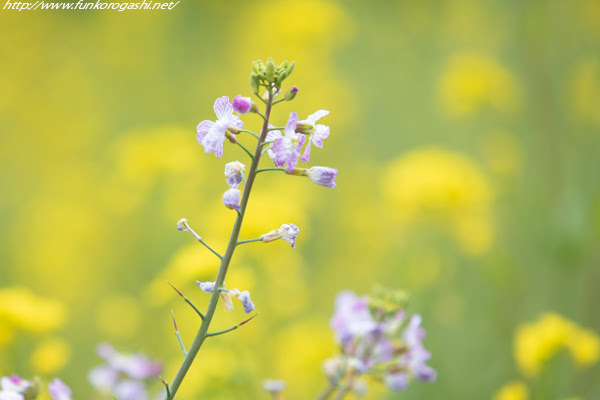 ダイコンの花 ふん転菓子 Net生き物ヽ O 丿