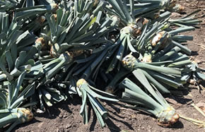 アガベシロップとは アガベシロップならアルマテラのjas有機