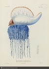 Fish Portuguese Man Of War Coloring Pages