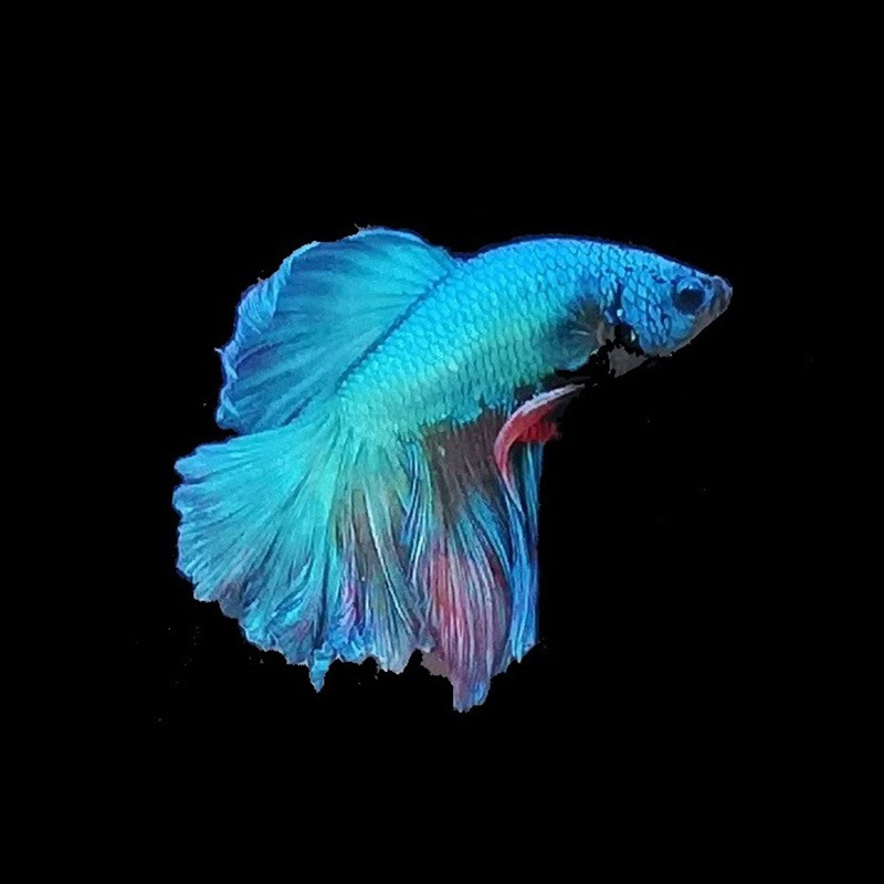 美しい色合いが魅力のベタを飼いたい 特徴や飼い方を紹介