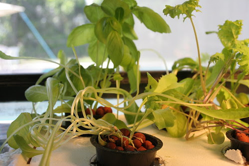 Aeroponics_0920