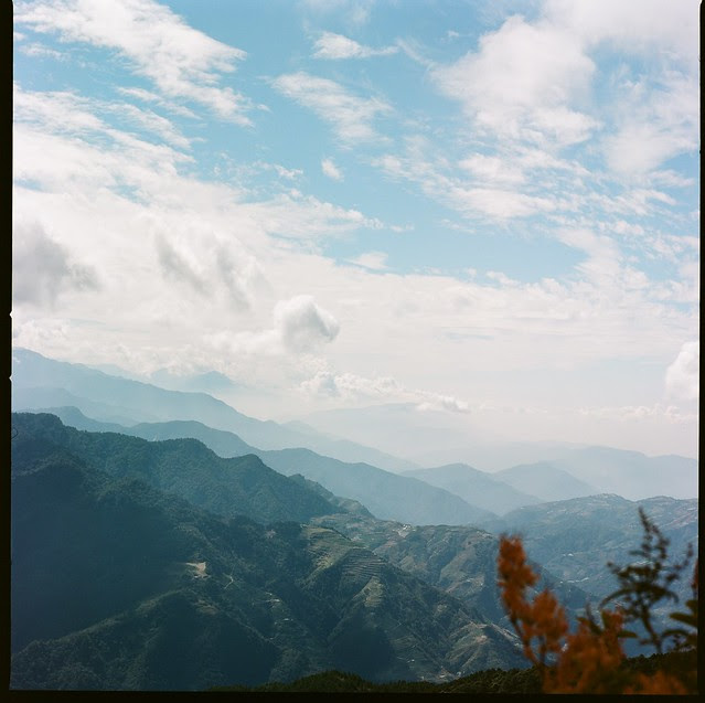 急凍狗