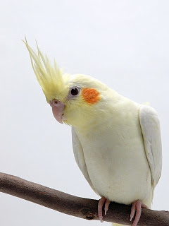 世界の鳥 首をかしげる オカメインコ の待ち受け画像 壁紙 動物 パラダイス