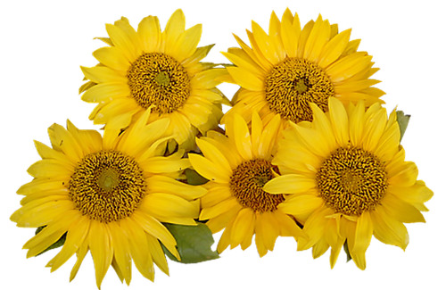 TOUCHING HEARTS: SUNFLOWER - PNG / TUBE