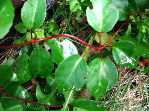 Chlorophyll くろろふぃる その他の植物