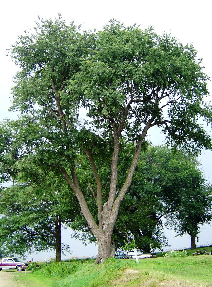 Cherry Tree Pictures cherry tree bark. Cherry Tree Pictures