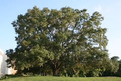 Live oak