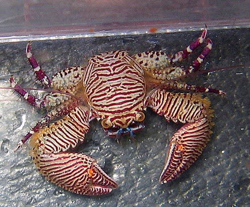 Petrolisthes bolivarensis