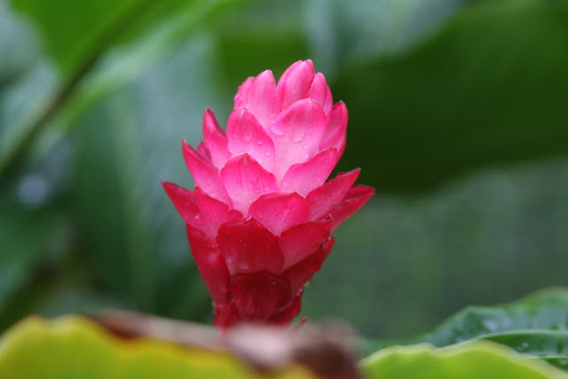 pink (honolulu zoo)