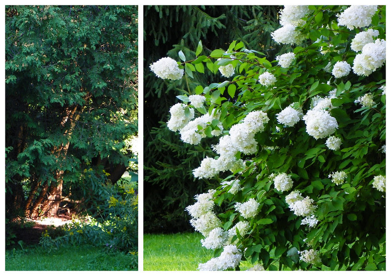 Le jardin