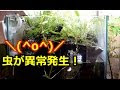 √ 苔テラリウム 虫対策 907615