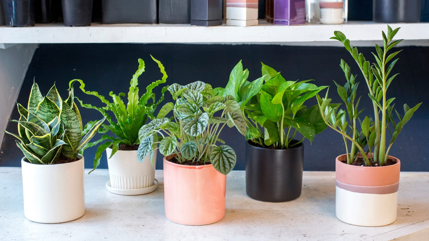 Indoor houseplants you can t kill unless you try really 