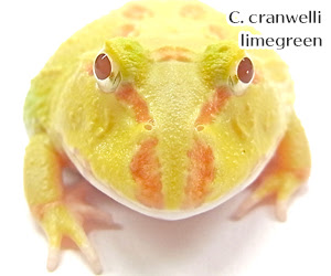 ライムグリーンアルビノツノガエル ツノガエルのブリーダーnuance 飼育 販売 Pacman Frog