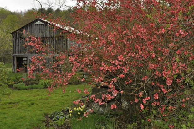 Quince bush and barn, Westminster West