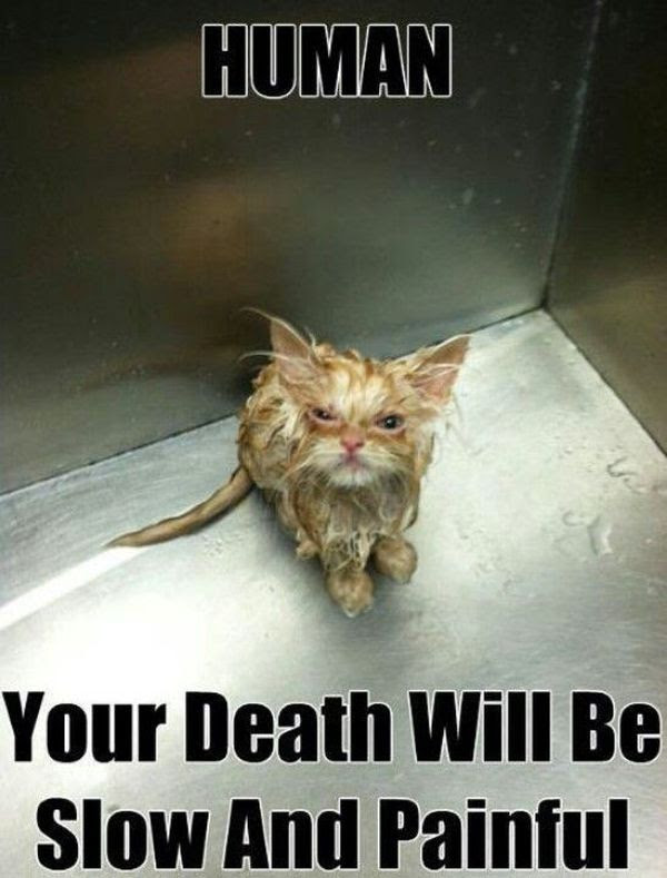 Cat Memes - Funny and Cute Kitten Memes