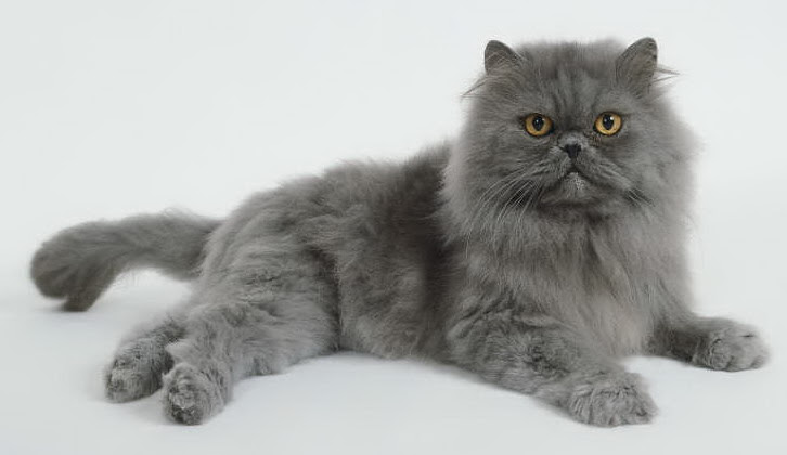 List Of Cat Breeds With Pictures And Names Pets World
