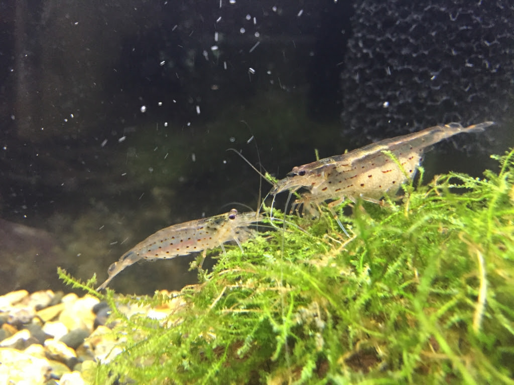 水草のウィローモスが食べ尽くされた えびしゅうまい