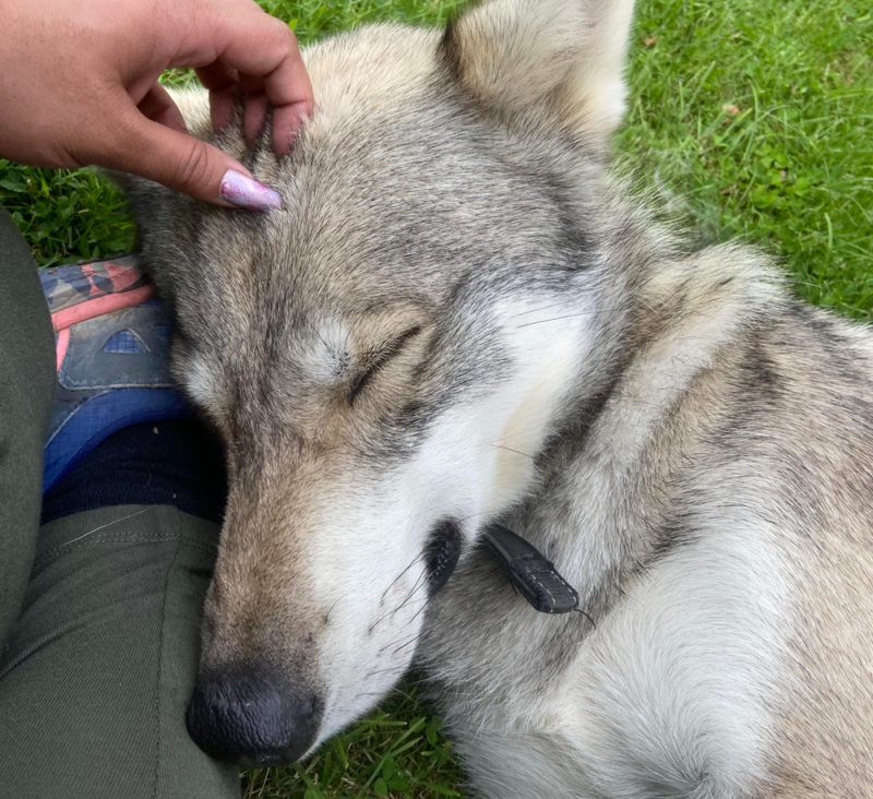 垂れ耳の犬がいるのはなぜ 知らなかった犬の進化の秘密 Mofumofu Paws