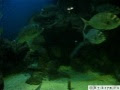 Видео Севастопольский аквариум My-krym.ru .avi
