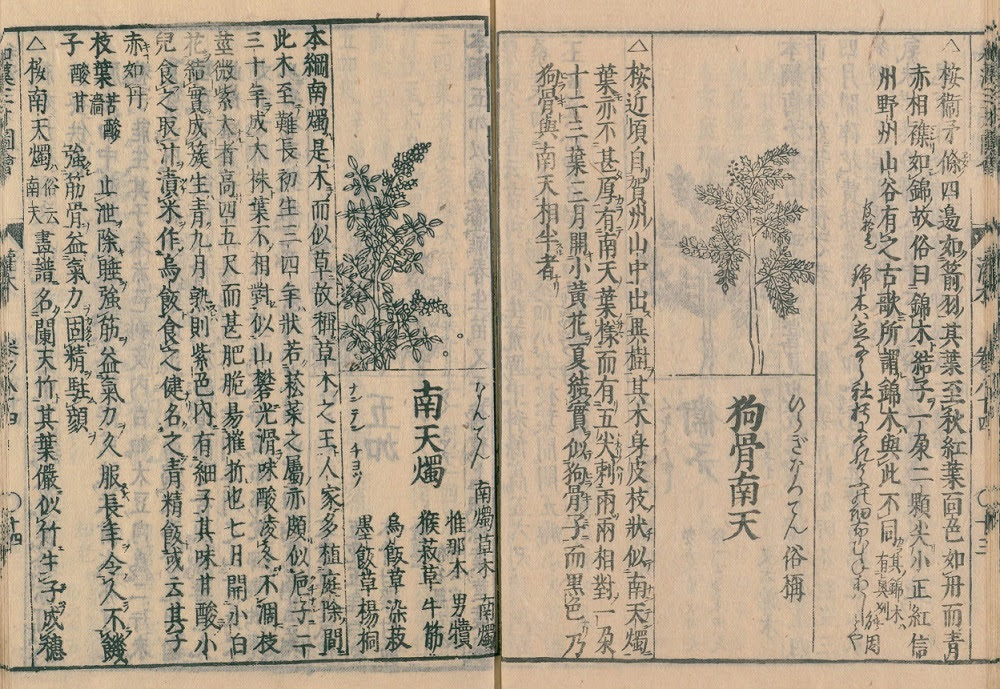 縁起のいい赤い実 南天 とは 名前の由来や歴史 効能 花言葉 見分け方を徹底解説 和樂web 日本文化の入り口マガジン